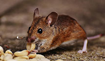 24 Hour & Emergency Exterminators in Villanova, PA